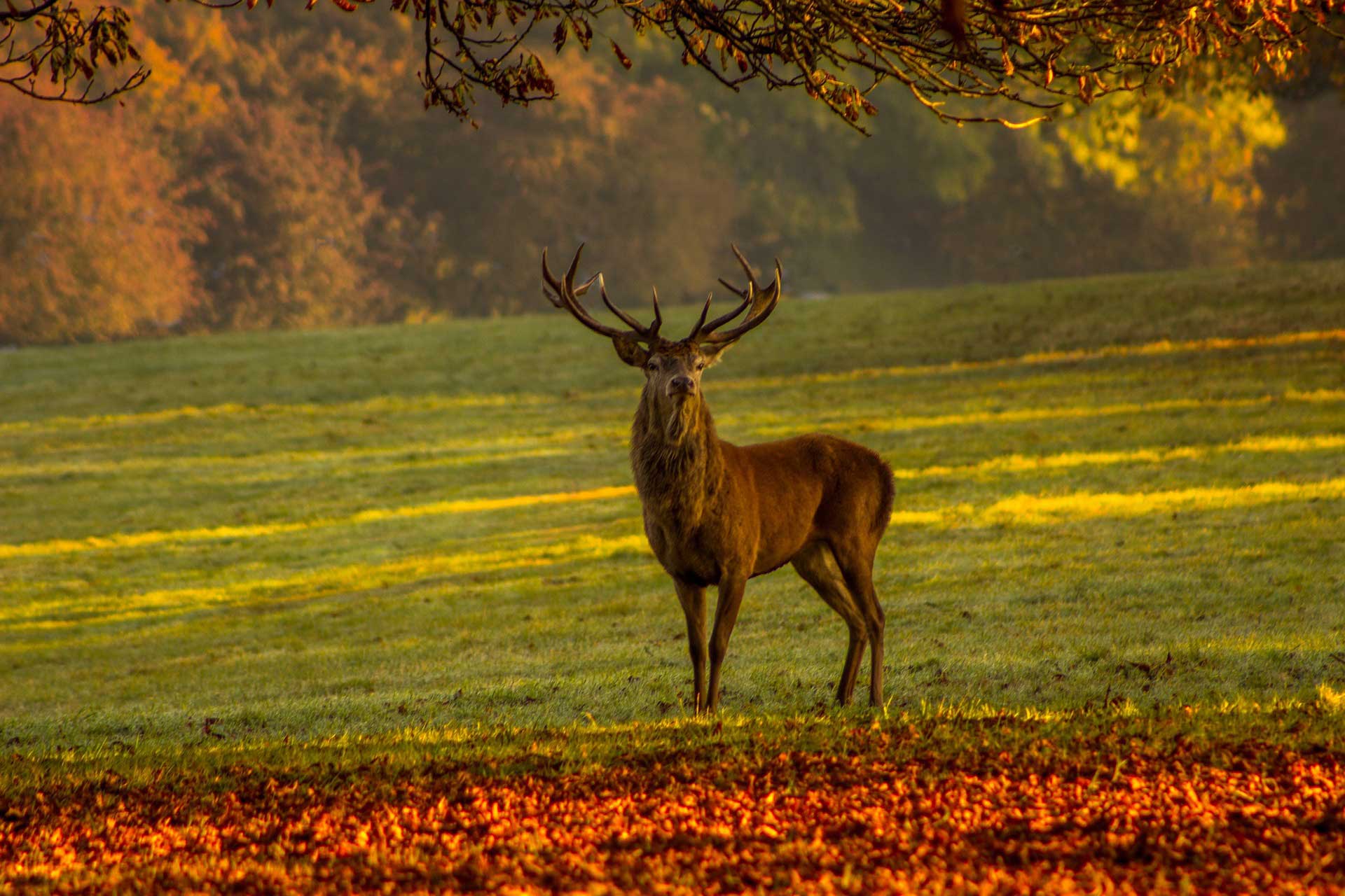 Deer Dordogne